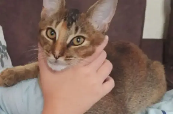 Кошки потеряшки, Пятигорск, фото: Потеряшка кошка, ул. Козлова 27, Пятигорск