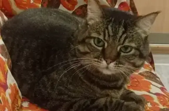 Пропала кошка, ул. Ромашина 34, Брянск