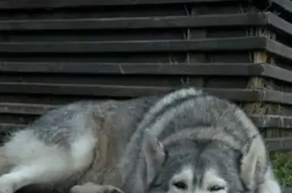 Собака у ТЦ XL, пр. Ямашева, Казань