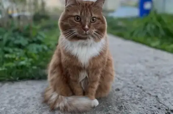 Кошки потеряшки, , фото: Потеряшка кошка, Покровская, 184