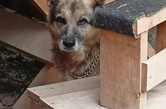 Найдена собака, Сочи, фото: Овчарка найдена на Краснополянской 8/7