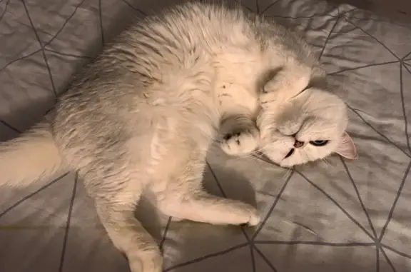 Кошки потеряшки, Вологодская область, фото: Потеряшка кошка в Рубцово, Вологодская обл.