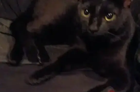 Найдена кошка, Аэродромная 94Б к2, Хабаровск