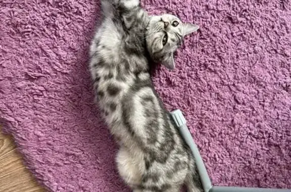 Кошки потеряшки, Пенза, фото: Потеряшка кошка, Львовская ул. 220, Пенза