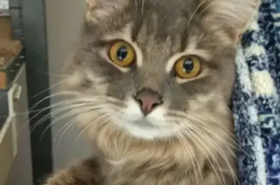 Пропала кошка, 13-й Новый пер., 89, Таганрог