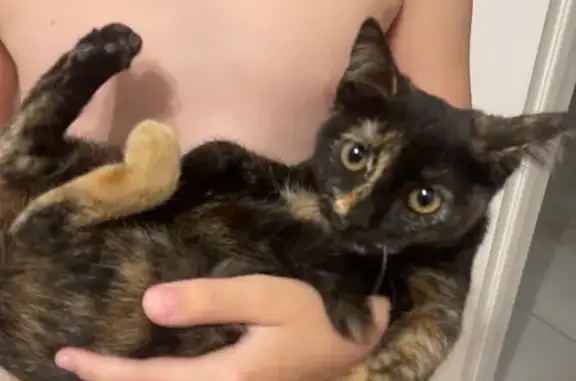 Кошка найдена: Ленинградская 39/1