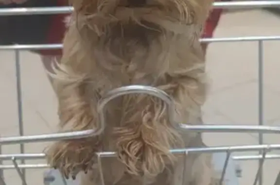 Пропала собака Фикси, Кривцово 21