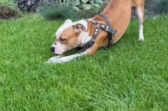 Найдена собака на ул. Независимости, Воронеж