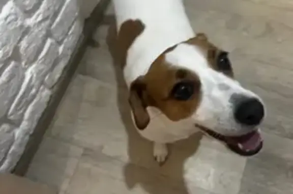 Найденные животные Саранск, фото: Собака найдена, ул. Веселовского, 30