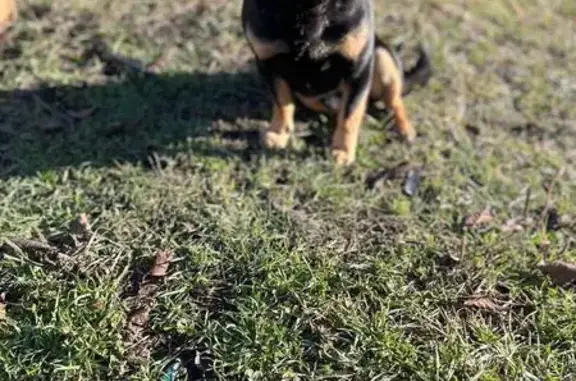 Пропала собака, Изыскательский пер., Ставрополь
