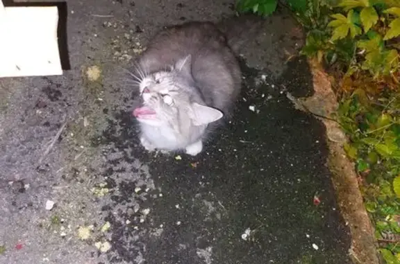 Найдена кошка, Первомайская ул. 58