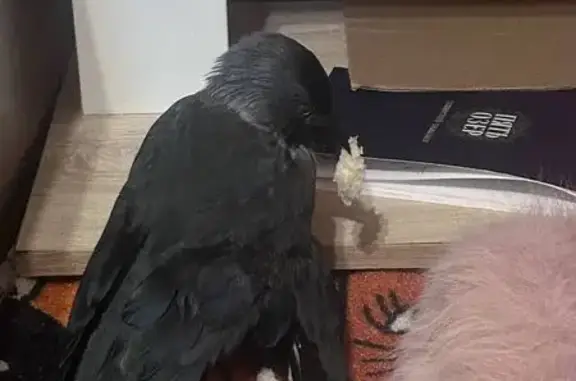 Найденные животные Пенза, фото: Птица с травмой, ул. Рахманинова, Пенза