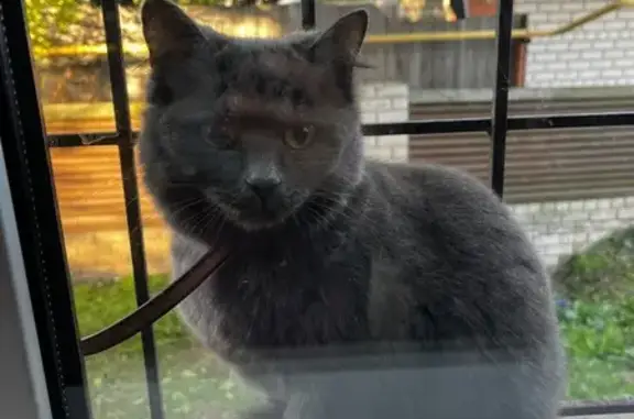 Найдена кошка, Барнаул, фото: Найдена кошка, Горнолыжный проезд, Барнаул