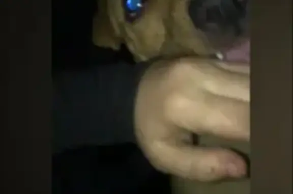 Собаки потеряшки, , фото: Потеряшка собака стафф в Черемхово