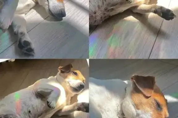 Пропала собака, Комсомольская наб., Астрахань