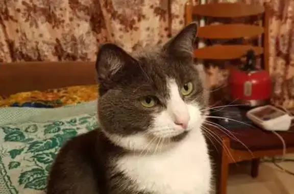 Кошки потеряшки, Калужская область, фото: Потеряшка кошка, СНТ 