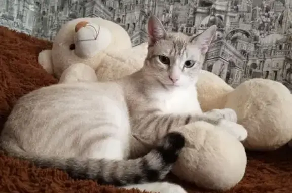 Кошки потеряшки, , фото: Потеряшка кошка, Большая ул. 184, Ишим