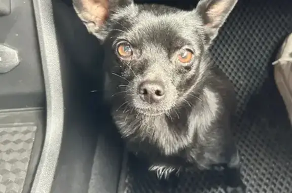 Объявления о пропавших и найденных животных, Челябинская область, фото: Собака найдена: Южноуральск, Чел. обл.