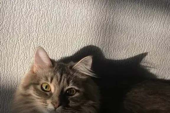 Найдена кошка, Ганино, фото: Пропала кошка, Ганино, Центр. ул. 14