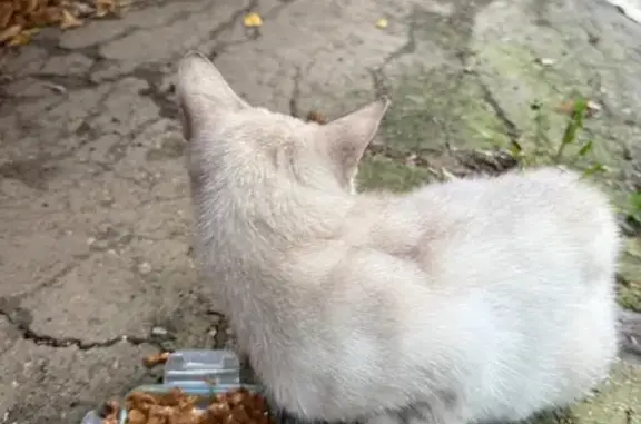 Найдена светлая кошка, пр. Карла Маркса, 256