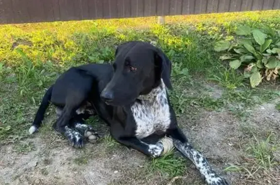 Найдена собака, , фото: Найдена собака, Речицы, МО