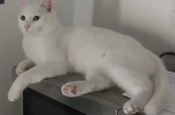 Кошки потеряшки, Калининград, фото: Потеряшка кошка, ул. Горького 179, Калининград