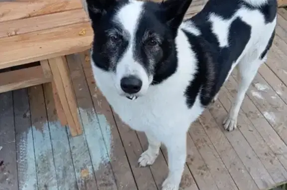 Собака найдена на 44 км М8, Архангельск