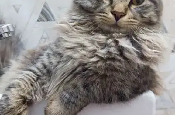 Кошки потеряшки, Рыбное, фото: Потеряшка кошка, Рыбное, 61Н-403