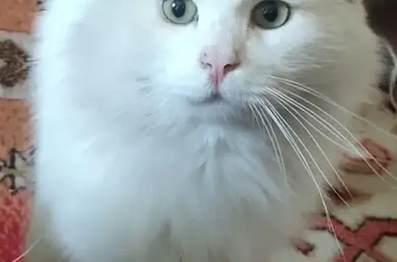 Пропала кошка, ул. 9 Января, 14, Россошь