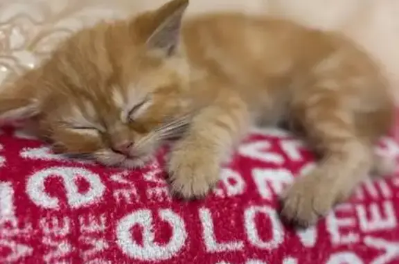 Пропал котёнок, ул. 8 Марта, Кунгур