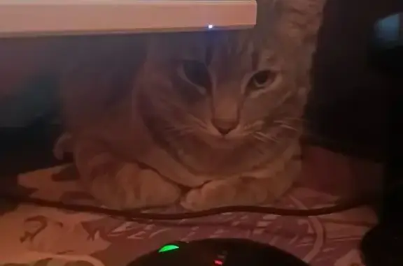 Кошки потеряшки, Томск, фото: Потеряшка кошка, Иркутский тракт 53, Томск