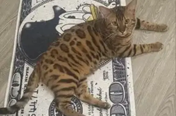 Пропал бенгальский кот, СНТ Дунайка