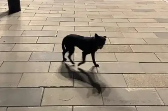 Найдена собака, Южно-Сахалинск, фото: Собака на пл. Победы, Южно-Сахалинск