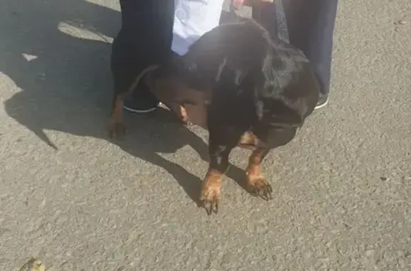 Найдена такса, Центральная ул, 1, Мичуринский