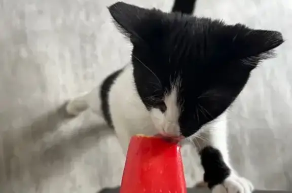 Кошки потеряшки, Саратов, фото: Потеряшка кошка, 2-я Садовая, 11, Саратов