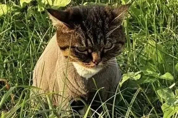 Кошка найдена, ул. Связистов 5, Немчиновка