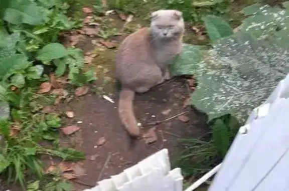 Котик найден на ул. Фадеева, Тверь