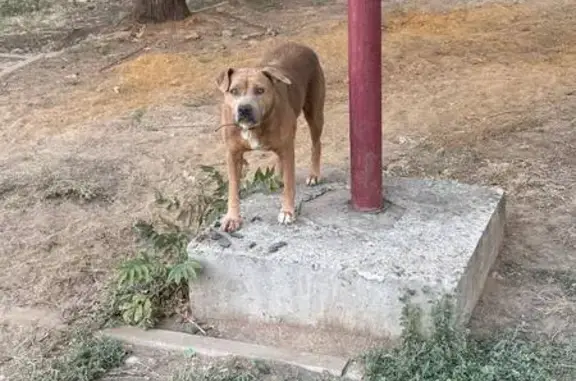 Собака найдена: Орловская ул, Ростов-на-Дону