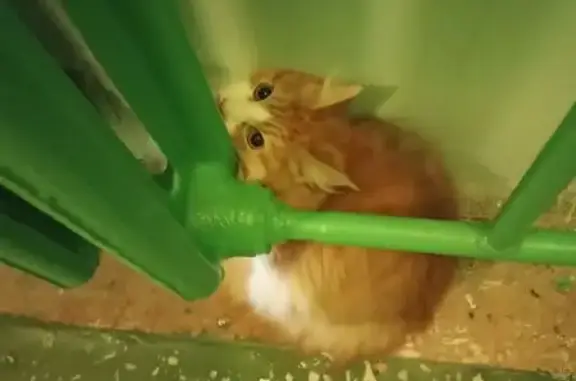 Найдена кошка, Сургут, фото: Кошка найдена на Просвещения, 13, Сургут
