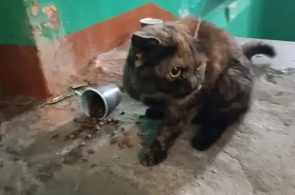 Кошка найдена, Федоровского 6 к2, Норильск - photo