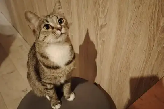 Кошки потеряшки, Апатиты, фото: Потеряшка кошка, ул. Бредова 31, Апатиты