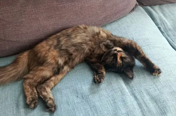 Кошка найдена: ул. Космонавтов, Новая Усмань