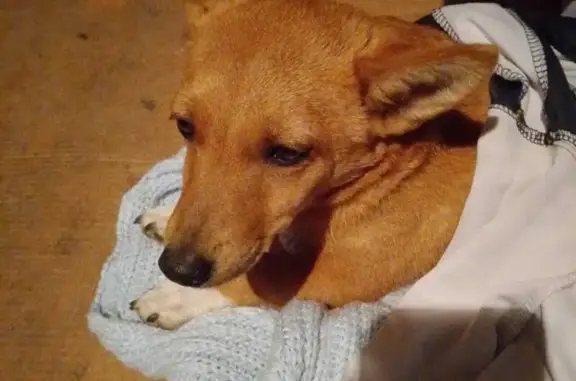 Найдена собака, Барнаул, фото: Найдена собака, Барнаул, 01К-01