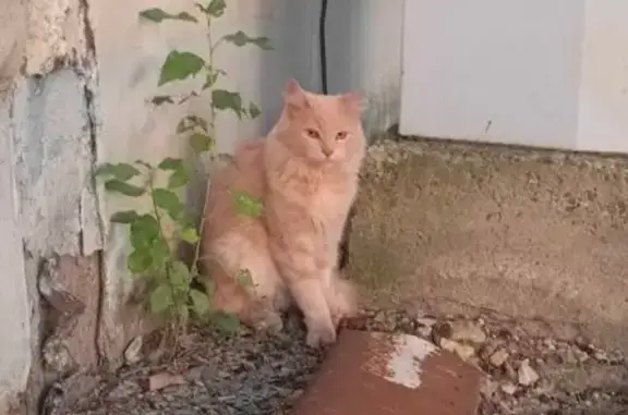 Кот найден: проспект Ибрагимова, 1, Казань