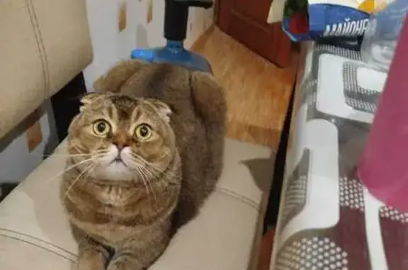 Кошки потеряшки, Апатиты, фото: Потеряшка кот, ул. Воинов-Интернационалистов, 2