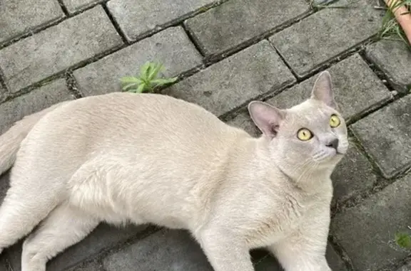 Кошки потеряшки, Усмань, фото: Потеряшка кошка, ул. Чайковского 2В, Усмань