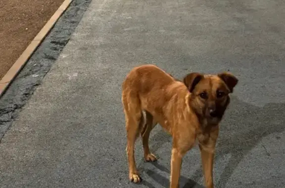 Найдена собака на Линейной 122, Красноярск