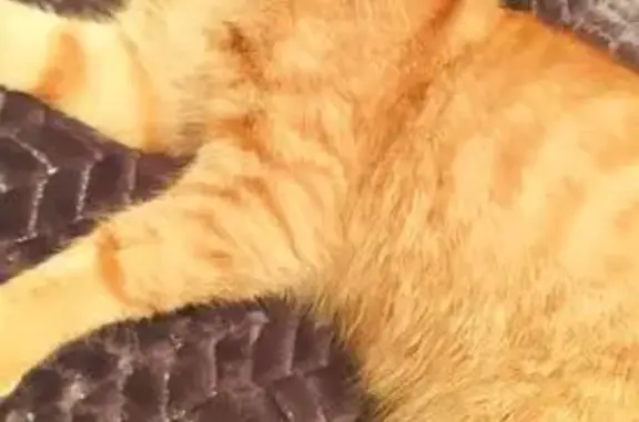 Объявления о пропавших и найденных животных, Грибановский, фото: Пропала рыжая кошка, ул. Гоголя, Грибановский