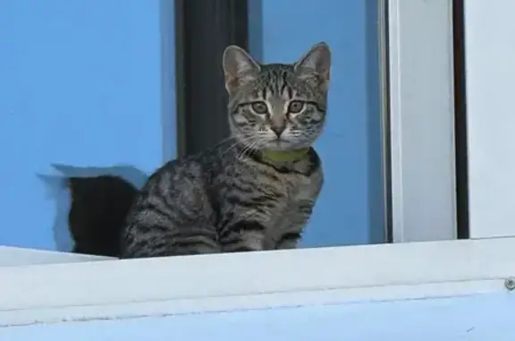Найдена кошка, Казань, фото: Кошка найдена: ул. Халева, 5, Казань