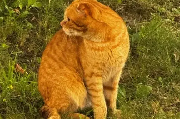 Рыжий кот у кафе Лакма, Маршала Толубко 3к1